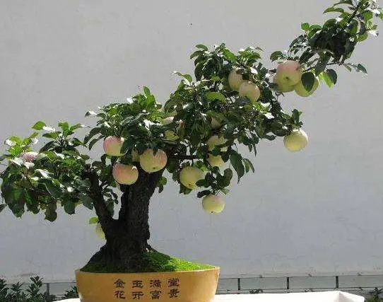 种植盆景技术教程_种植盆景技术要求_盆景种植技术