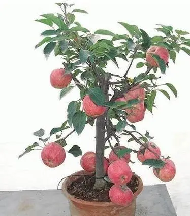 种植盆景技术要求_种植盆景技术教程_盆景种植技术