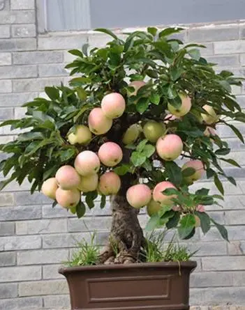 盆景种植技术_种植盆景技术教程_种植盆景技术要求