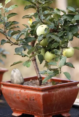 盆景种植技术_种植盆景技术教程_种植盆景技术要求