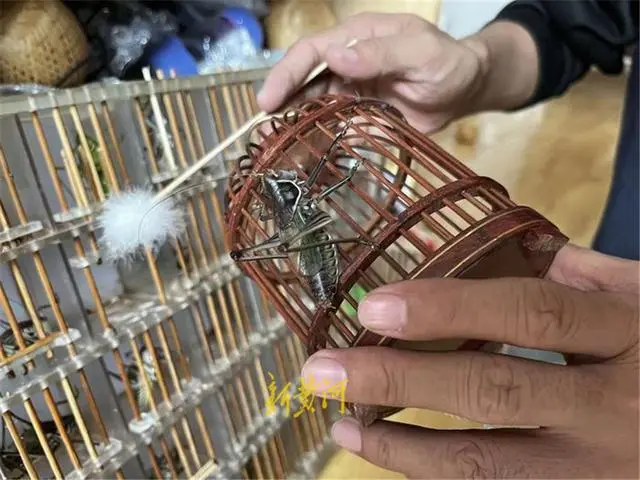 致富经养蚕不为卖蚕茧_致富卖养蚕蚕茧为什么不卖_养蚕致富新出路