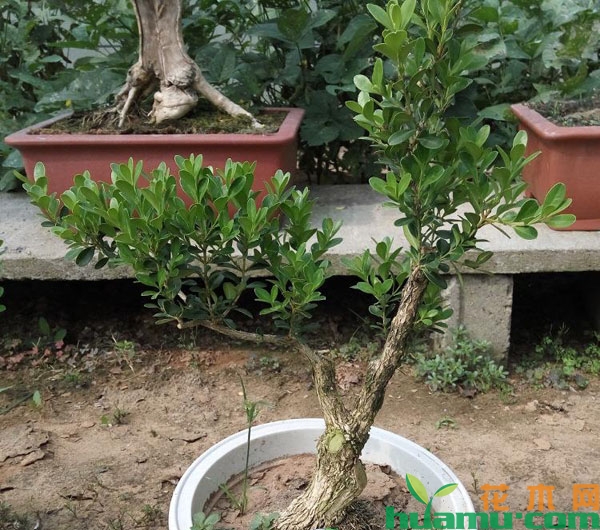小叶黄杨盆景怎么养?