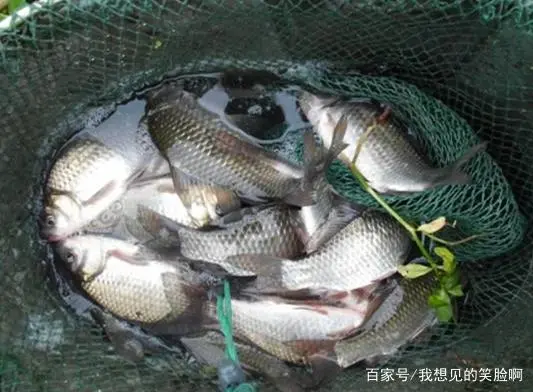 喜爱吃鱼的你，知道鲫鱼怎么养殖才是最佳的吗