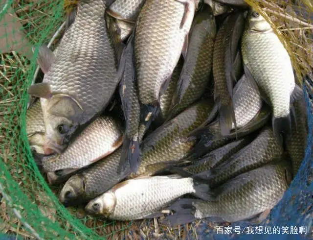 银鲫养殖技术_银鲫养殖视频_银鲫鱼养殖