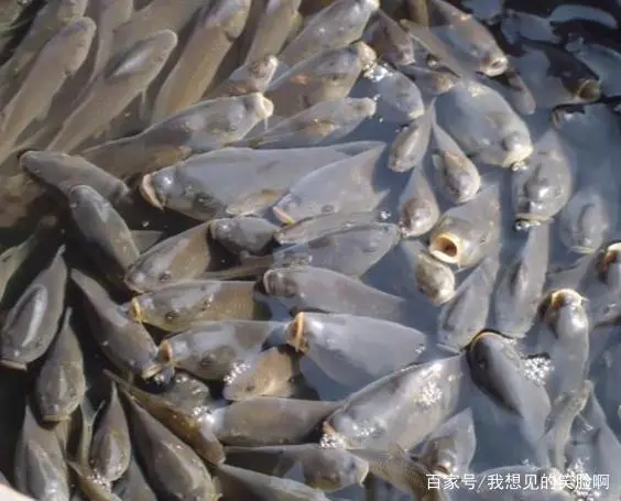 银鲫养殖视频_银鲫养殖技术_银鲫鱼养殖