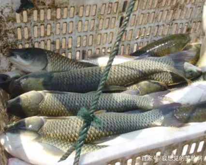 银鲫养殖技术_银鲫鱼养殖_银鲫养殖视频