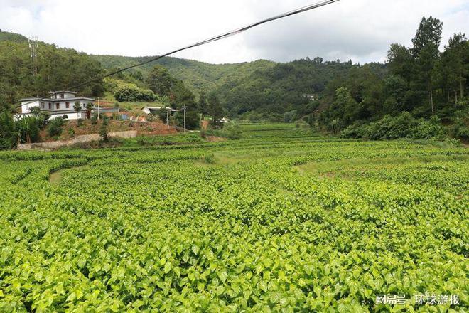致富卖养蚕蚕茧为什么不卖_养蚕卖蚕茧可以赚钱吗_致富经养蚕不为卖蚕茧