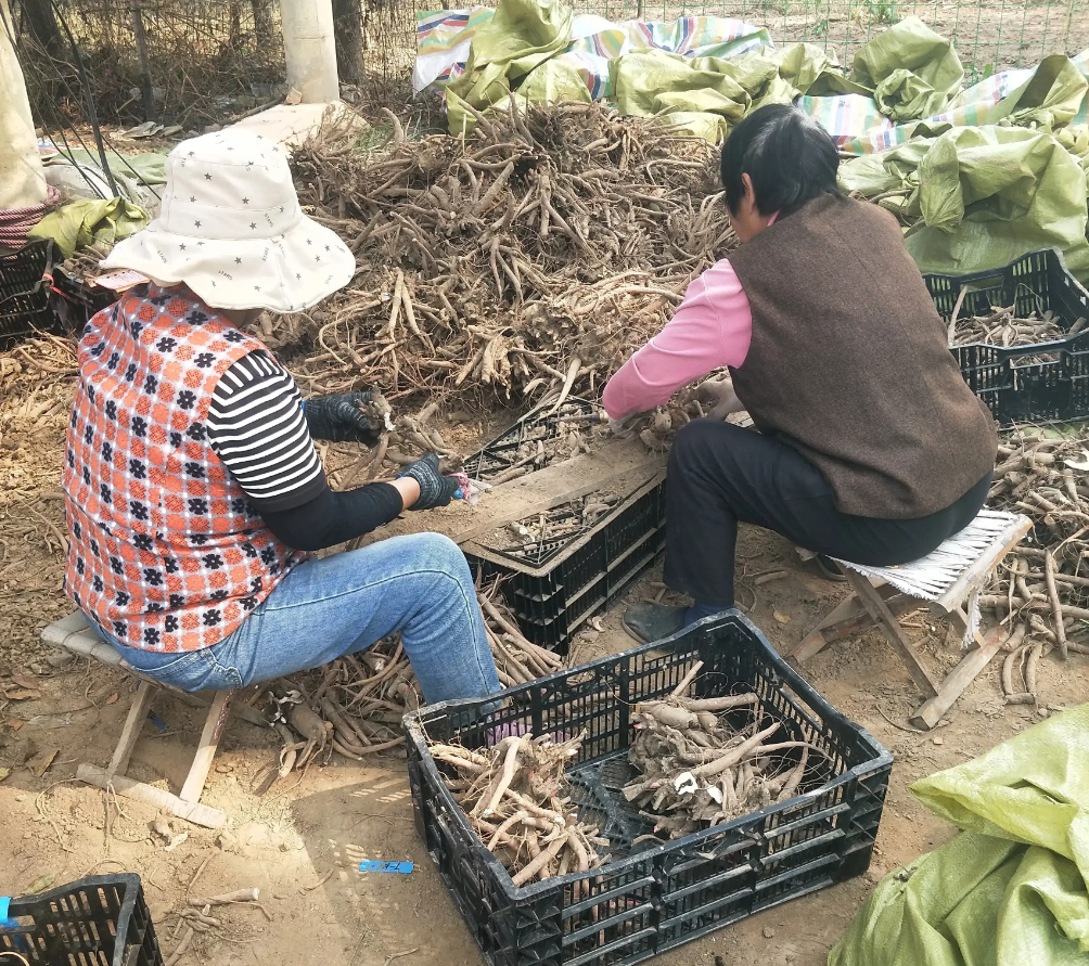 种植鲜花批发致富_鲜花批发赚钱不_做鲜花批发