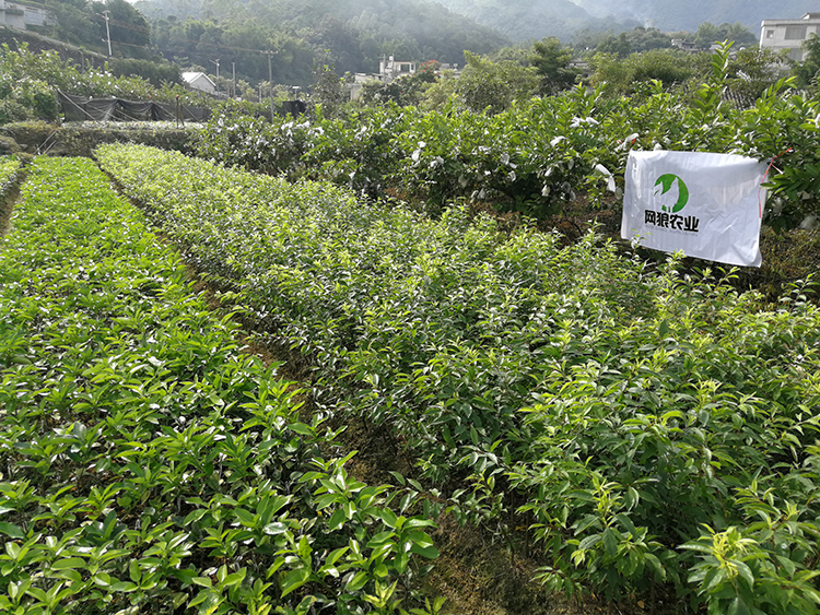 红心柚子种植技巧详解，鲜甜柚子苗等你来种！