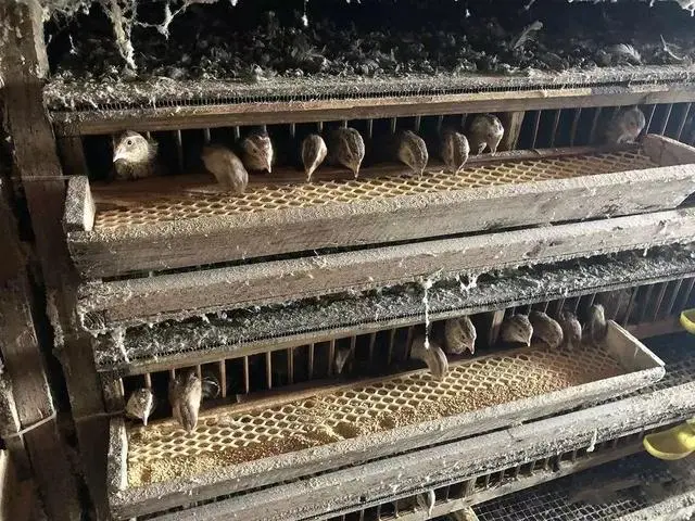 鹌鹑养殖视频致富经_视频致富养殖鹌鹑视频大全_致富经鹌鹑的养殖视频