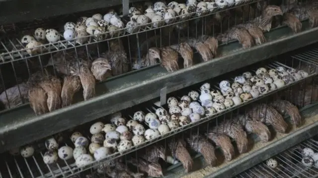 视频致富养殖鹌鹑视频大全_鹌鹑养殖视频致富经_致富经鹌鹑的养殖视频