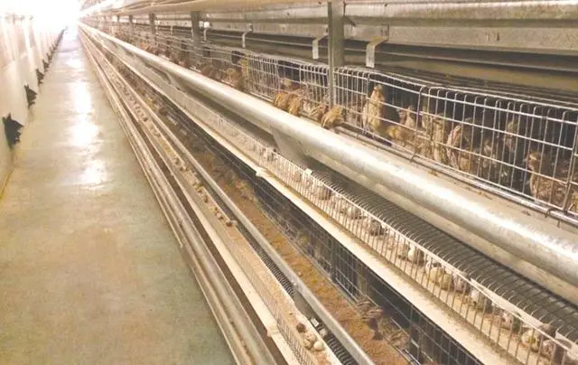 鹌鹑养殖视频致富经_致富经鹌鹑的养殖视频_视频致富养殖鹌鹑视频大全