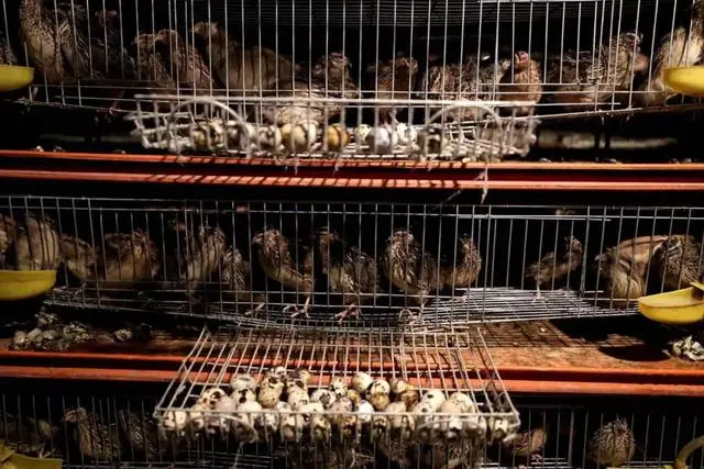 致富经鹌鹑的养殖视频_视频致富养殖鹌鹑视频大全_鹌鹑养殖视频致富经