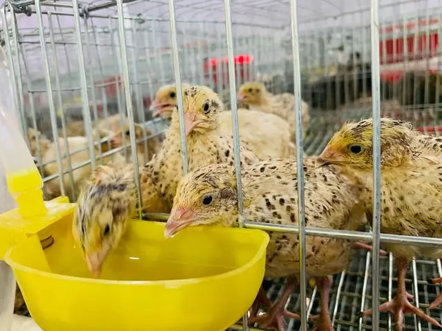视频致富养殖鹌鹑视频大全_鹌鹑养殖视频致富经_致富经鹌鹑的养殖视频