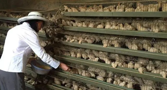 致富经鹌鹑的养殖视频_鹌鹑养殖视频致富经_视频致富养殖鹌鹑视频大全