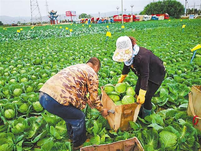 种植菜豌豆致富_豌豆种植技术_致富豌豆种植菜怎么种