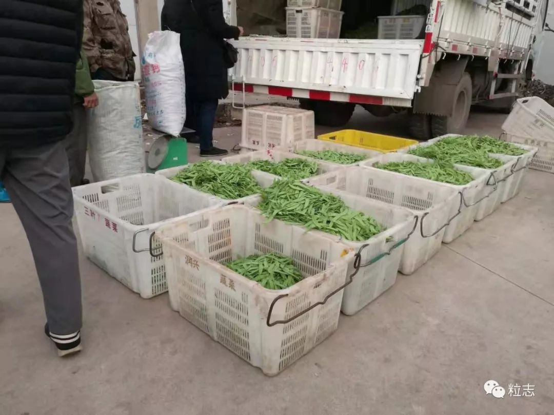 豌豆种植技术_种植菜豌豆致富_致富豌豆种植菜怎么种