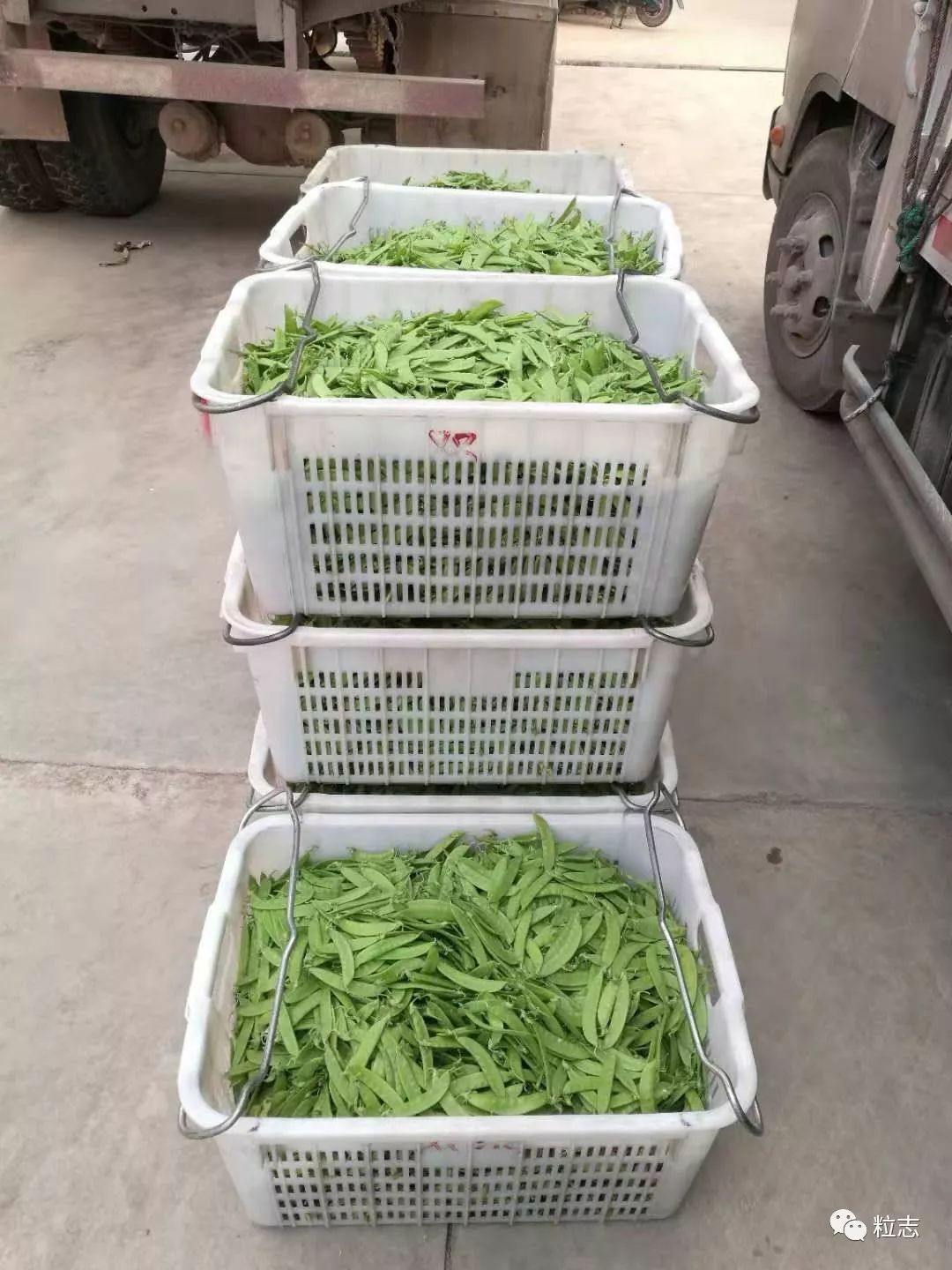 种植菜豌豆致富_豌豆种植技术_致富豌豆种植菜怎么种