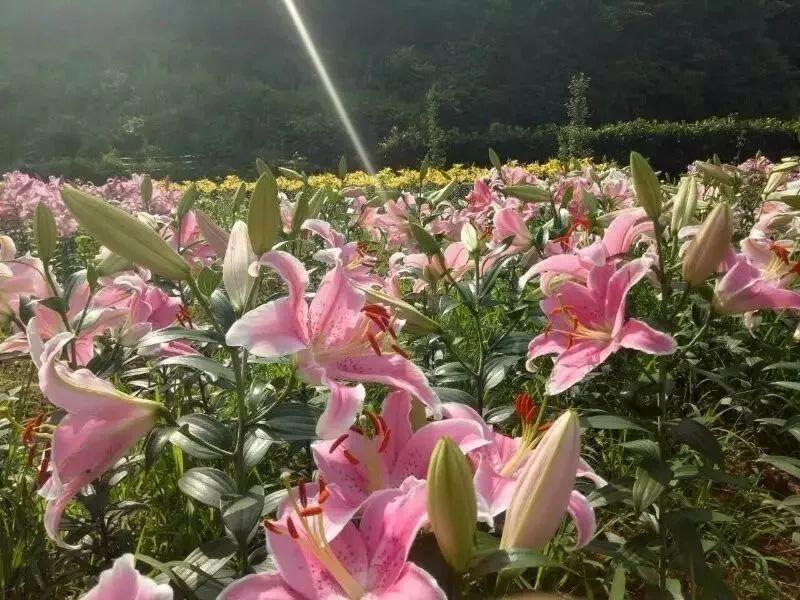 鲜花批发赚钱不_种植花卉致富_种植鲜花批发致富