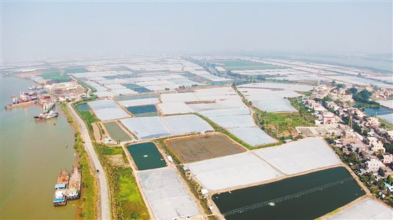 对虾养殖加料多少_对虾养殖设备多少钱一套_致富经用1000对虾繁殖