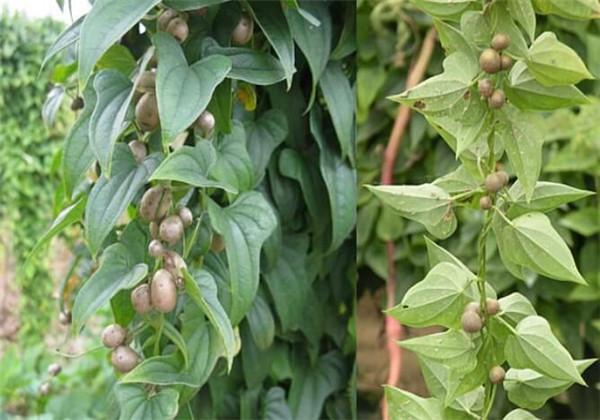 山药种植最新技术要求_山药最新种植技术_山药种植最新技术是什么