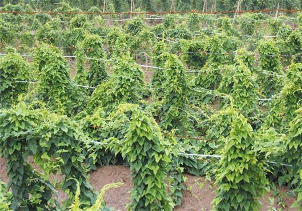 山药最新种植技术_山药种植最新技术要求_山药种植最新技术是什么