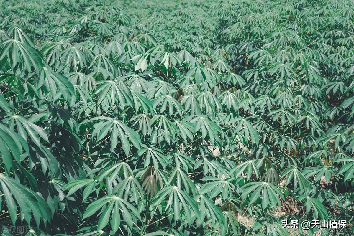 山药种植最新技术是什么_山药最新种植技术_山药种植新技术视频