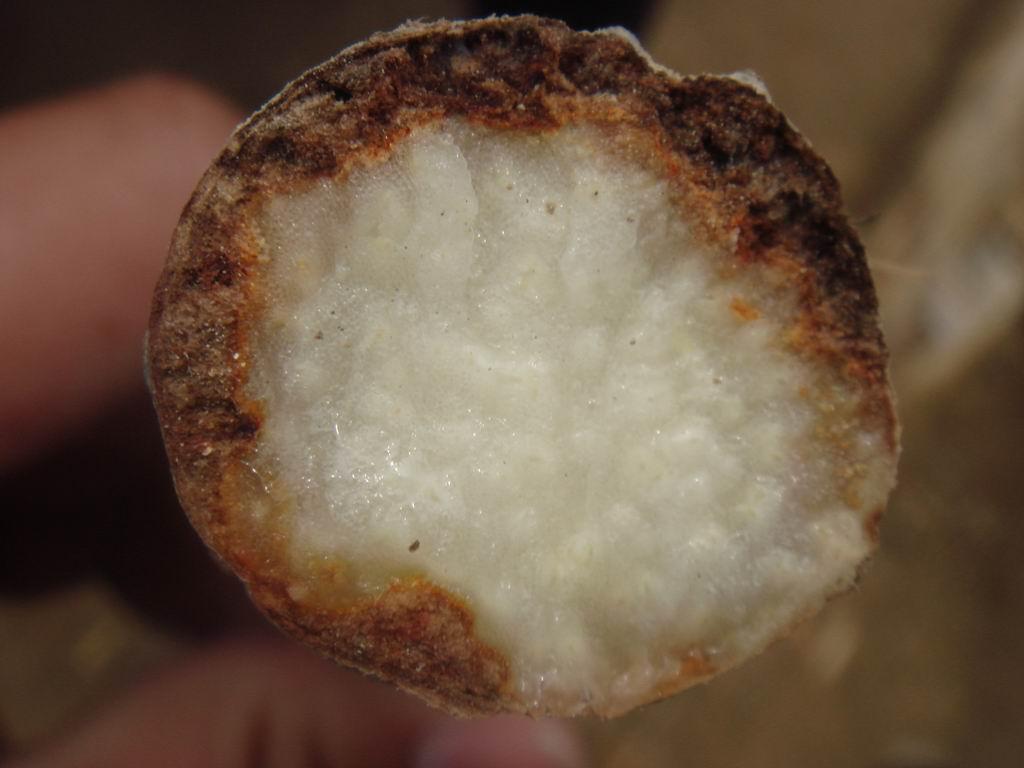山药最新种植技术_山药种植最新技术是什么_山药种植最新技术要求
