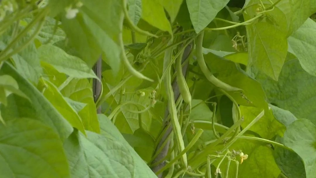 沧源种植致富_孝感农业致富种植各种水果网_农村致富种植