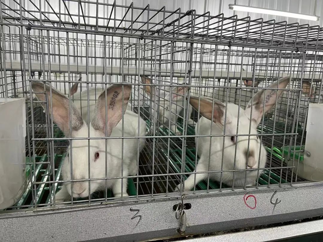 致富养殖兔子文案_致富经兔子养殖项目_兔子养殖的广告标语