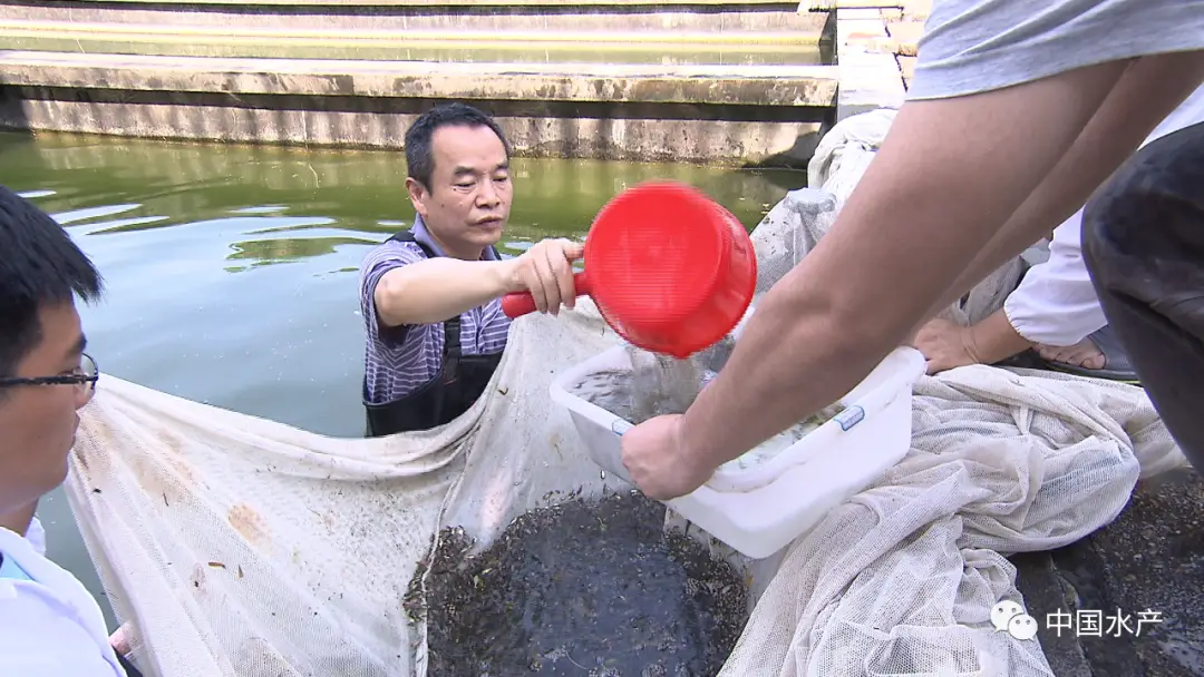 海带标准化养殖技术_海带养殖赚钱吗_海带养殖场图片