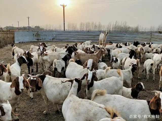视频致富养殖豚鼠是真的吗_豚鼠养殖利润如何_豚鼠养殖致富视频