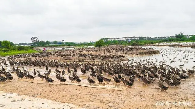 豚鼠养殖致富视频_豚鼠养殖利润如何_视频致富养殖豚鼠是真的吗