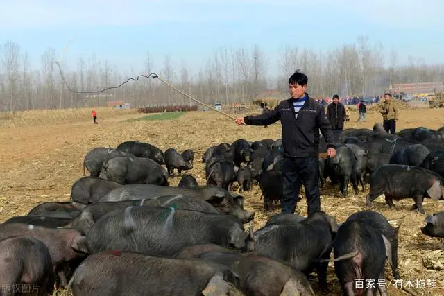 豚鼠养殖利润如何_视频致富养殖豚鼠是真的吗_豚鼠养殖致富视频