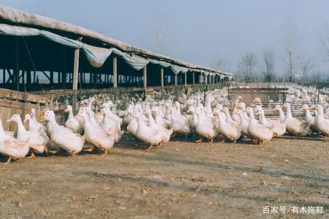 豚鼠养殖利润如何_视频致富养殖豚鼠是真的吗_豚鼠养殖致富视频
