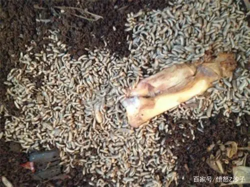 豚鼠养殖致富视频_豚鼠养殖视频科技苑_视频致富养殖豚鼠是真的吗