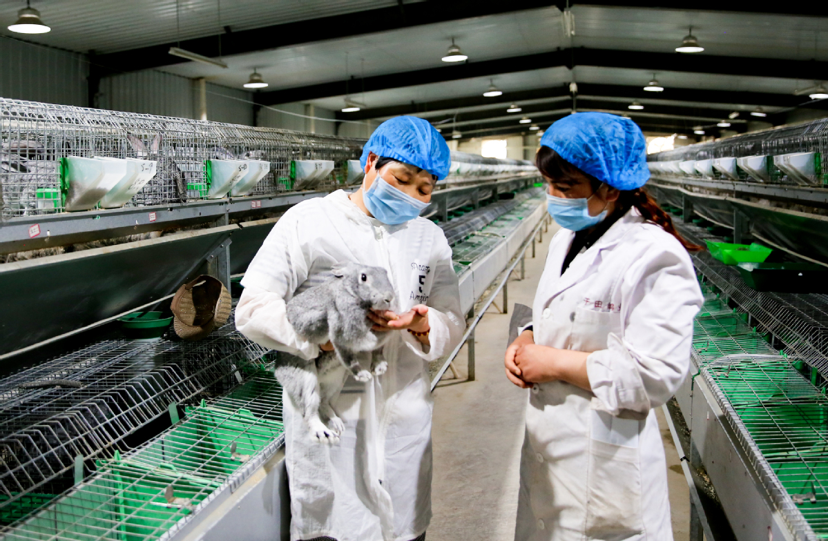 致富文案养殖兔子的句子_致富养殖兔子文案_致富文案养殖兔子怎么写