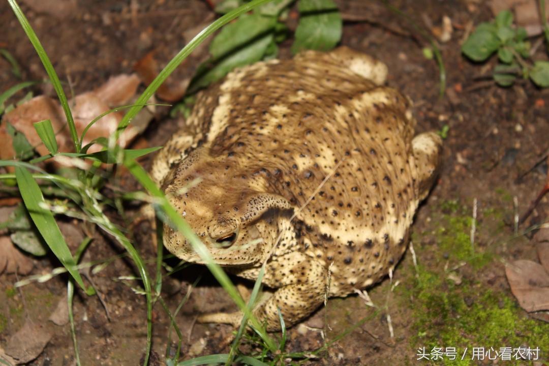 央视致富经蟾衣_蟾衣和蟾皮价格_蟾衣价格
