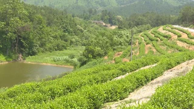 山区致富种植_致富山区种植什么最好_山区种植项目