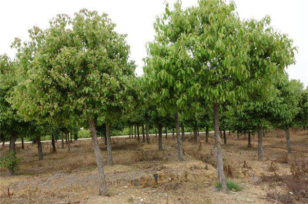2020年种植樟树赚钱吗？油樟树的种植效益