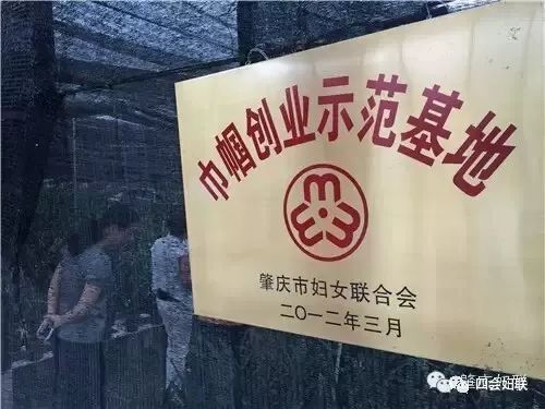 致富兰花种植方法_致富兰花种植时间_兰花种植致富经