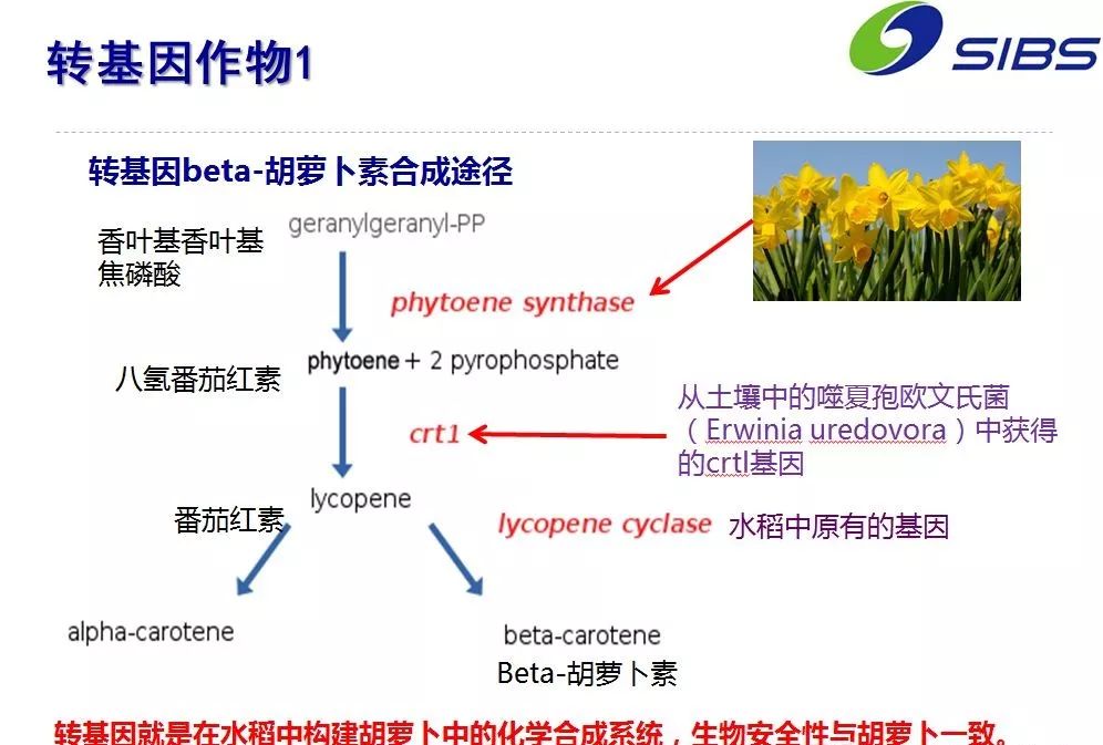 人工养殖青蛙技术视频_人工养殖青蛙技术视频_人工养殖青蛙技术视频