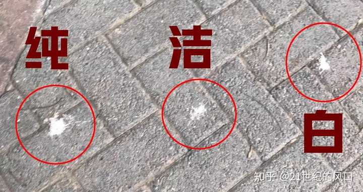 致富经鸽子养殖_养鸽致富经_致富经养殖鸽子
