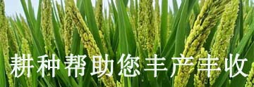 种植甜瓜技术视频_甜瓜种植技术与管理视频_致富经甜瓜种植技术