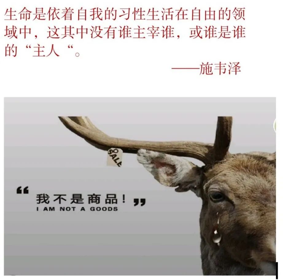 人工养殖青蛙技术视频_人工养殖青蛙技术视频_人工养殖青蛙技术视频