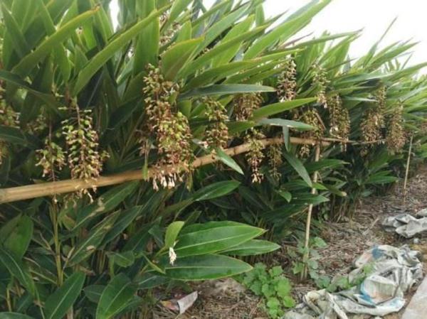 农村致富视频全集_致富经农业种植视频_视频农村种植致富
