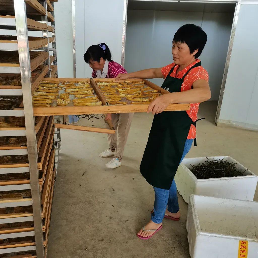 蛇豆种植技术视频播放_蛇豆栽培技术_蛇豆种子