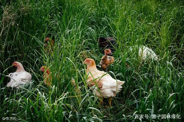 林下养殖的主要模式和详细介绍！