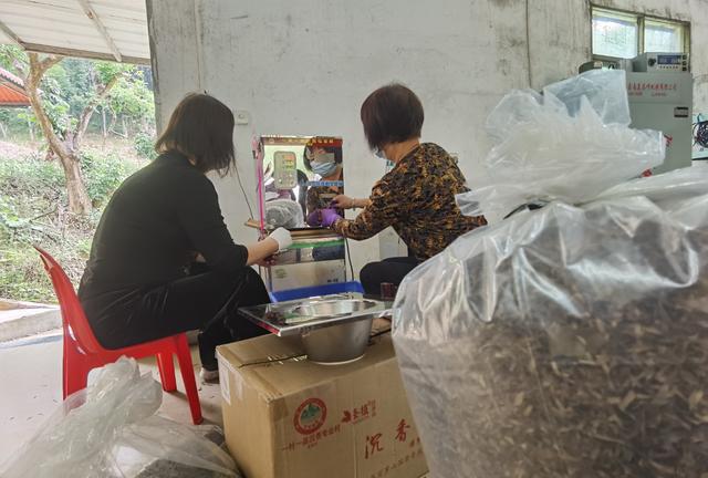 横河镇东角村：打造“一村一品”沉香品牌 带领村民致富