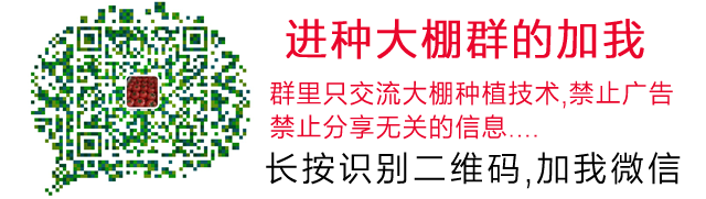早春冷棚种什么好_早春冷棚种植技术_冷棚早春蔬菜怎样提前种植